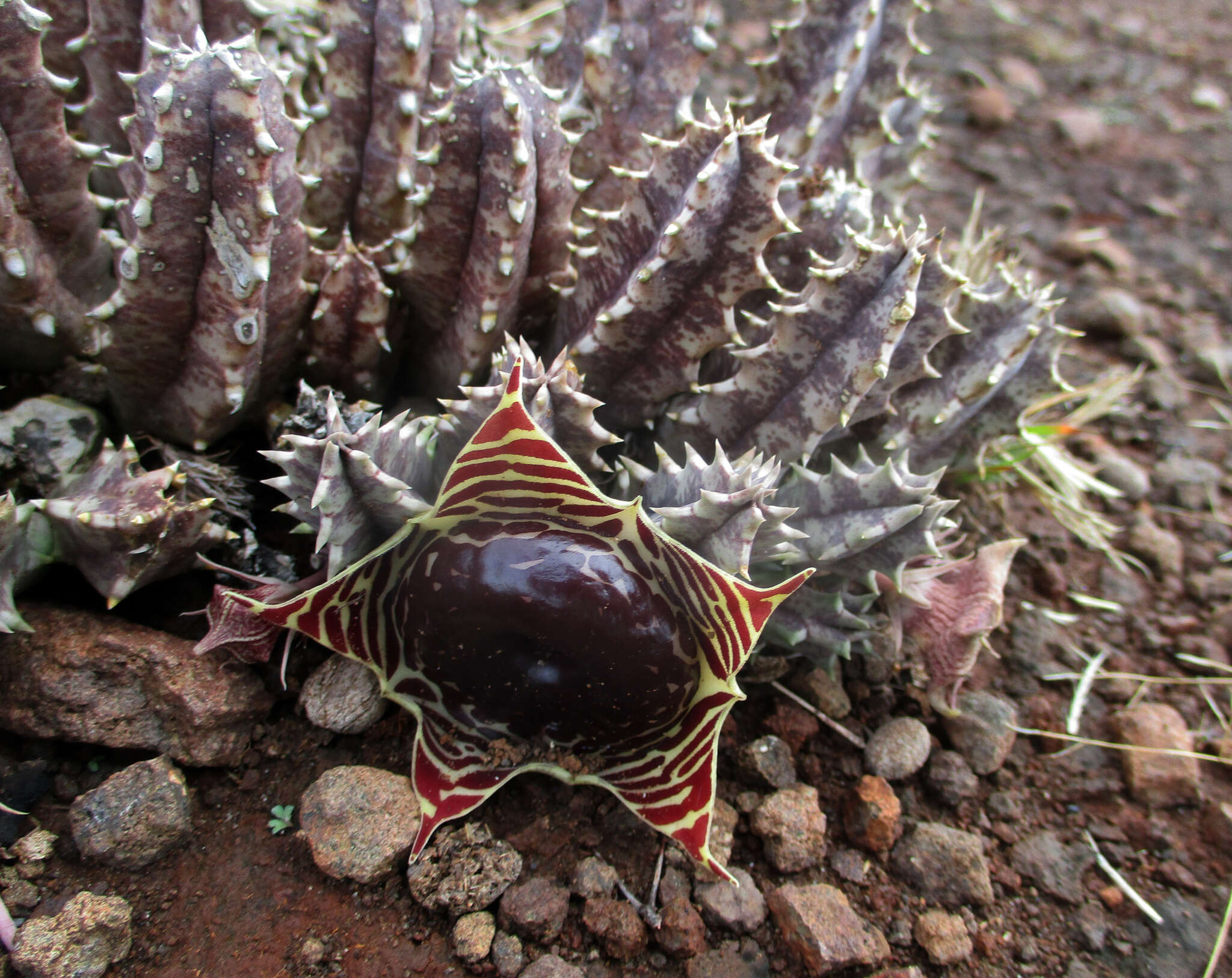 Image de Ceropegia zebrina (N. E. Br.) Bruyns