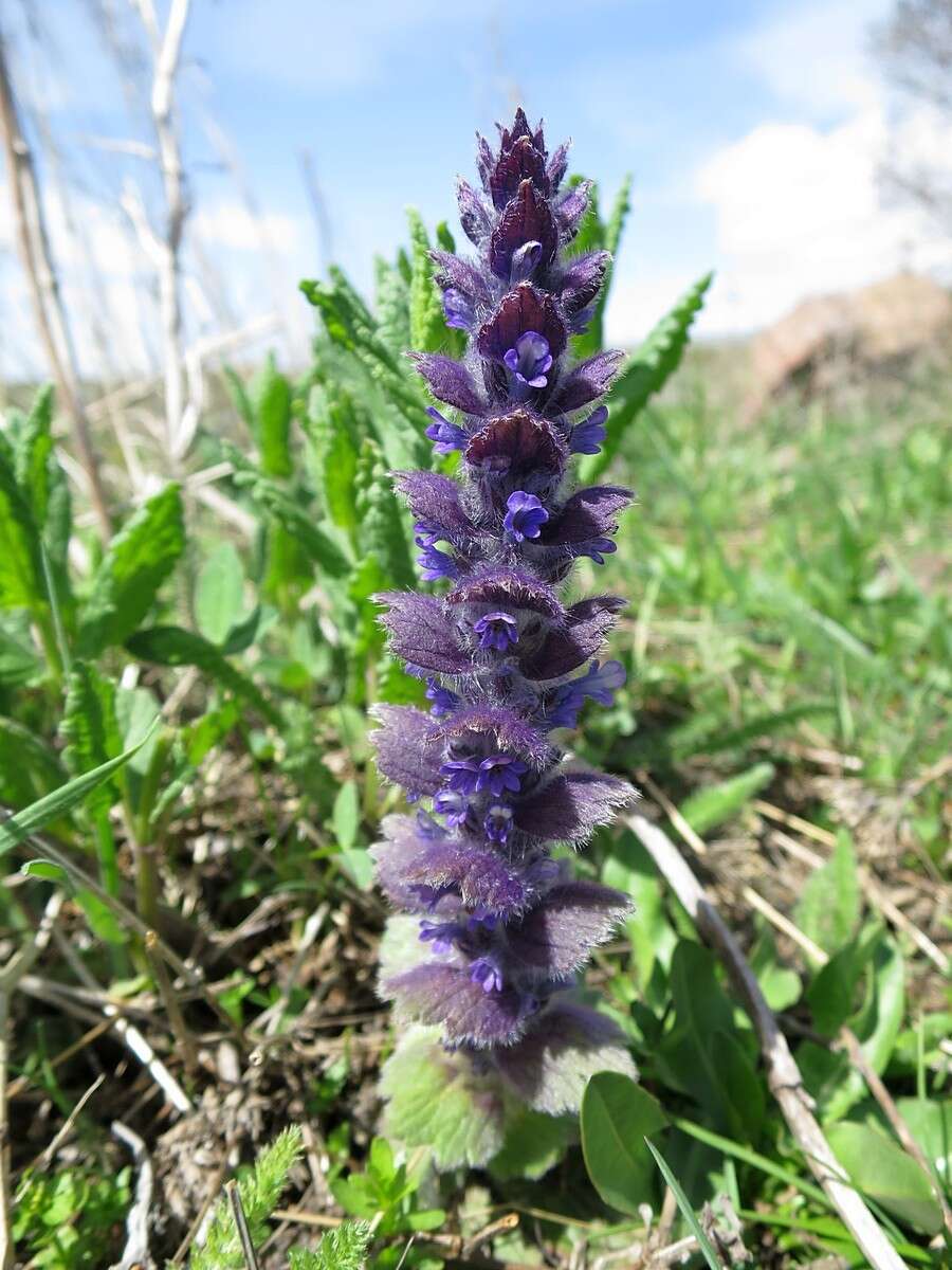 Image of Ajuga orientalis L.