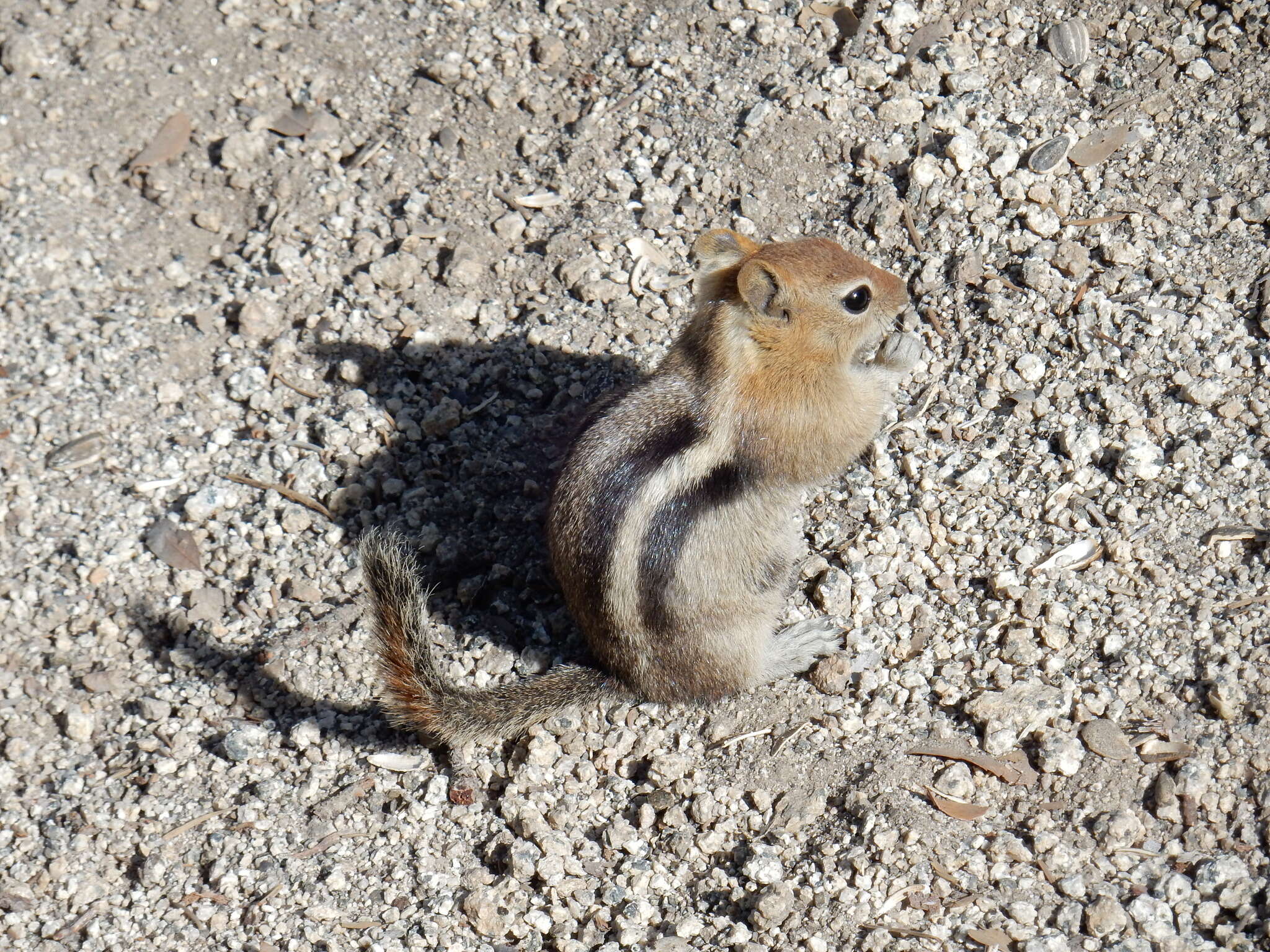 Image of Callospermophilus Merriam 1897