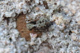 Image of Jumping spider