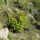 Image of Tagetes campanulata Griseb.