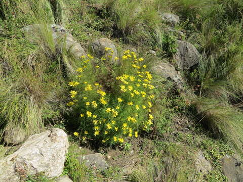 Tagetes campanulata Griseb. resmi