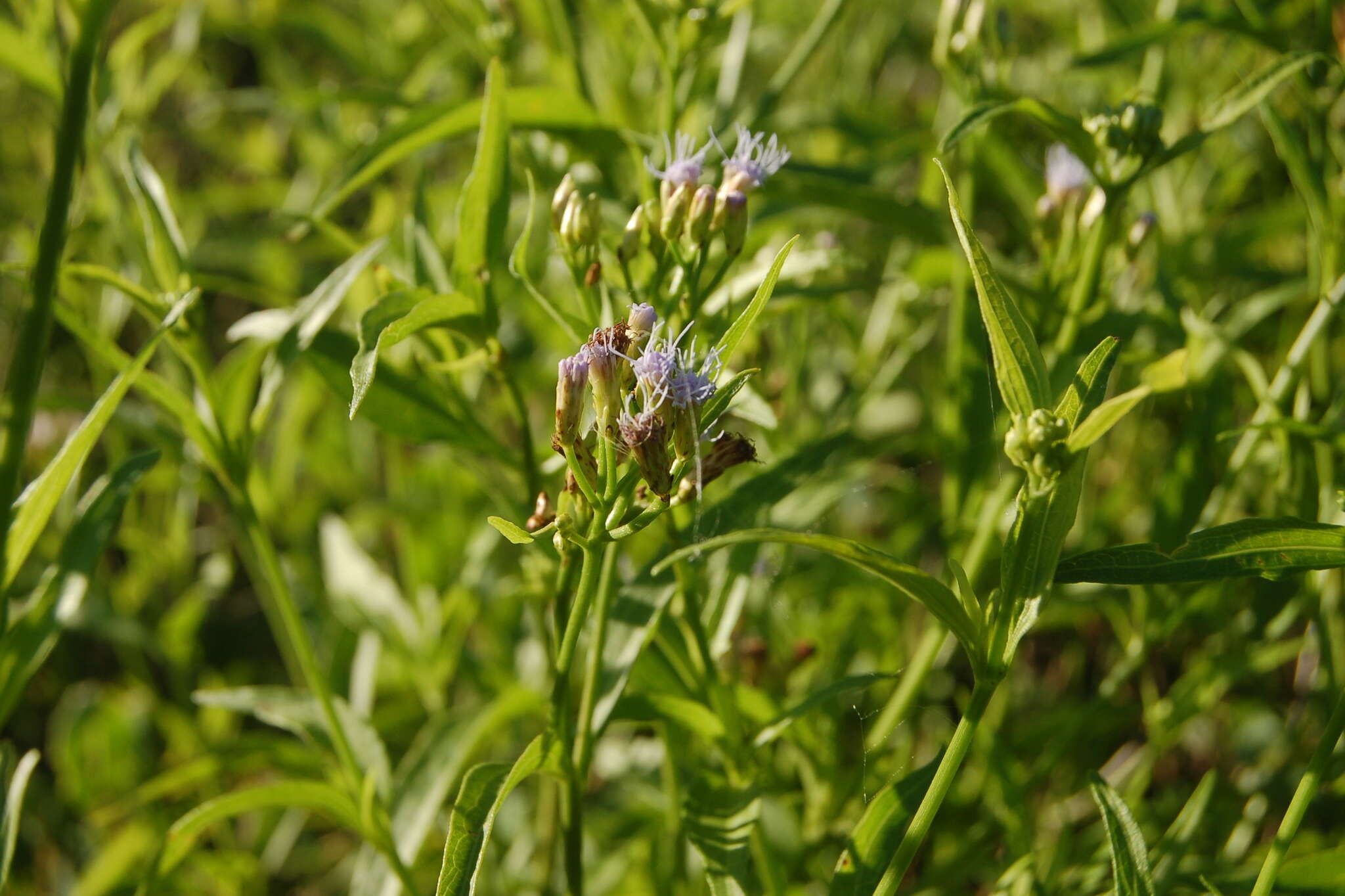 Image of ivyleaf thoroughwort