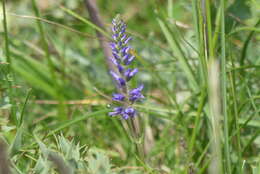 Image of Veronica satureiifolia Poit. & Turp.