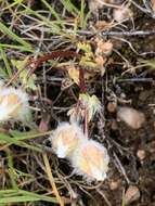 Limnanthes floccosa subsp. floccosa的图像