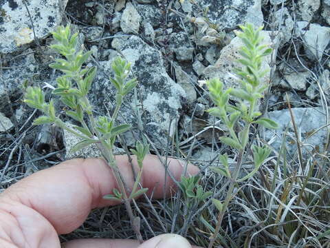 Hedeoma reverchonii (A. Gray) A. Gray resmi