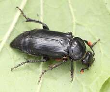 Image of Nicrophorus (Nicrophorus) humator (Gleditsch 1767)