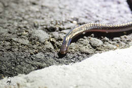 Image of Red-headed Reed Snake