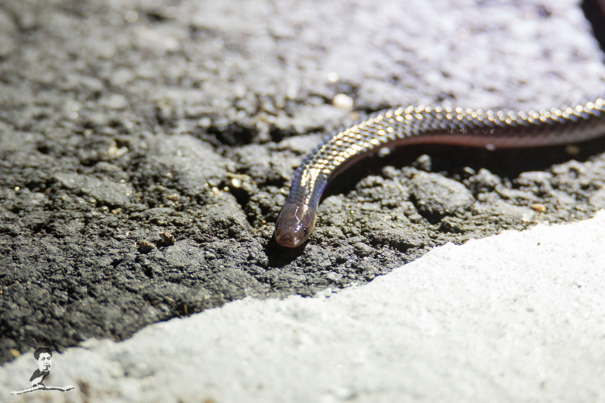 Image of Red-headed Reed Snake