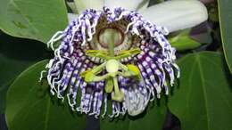 Image of sea anemone passion flower