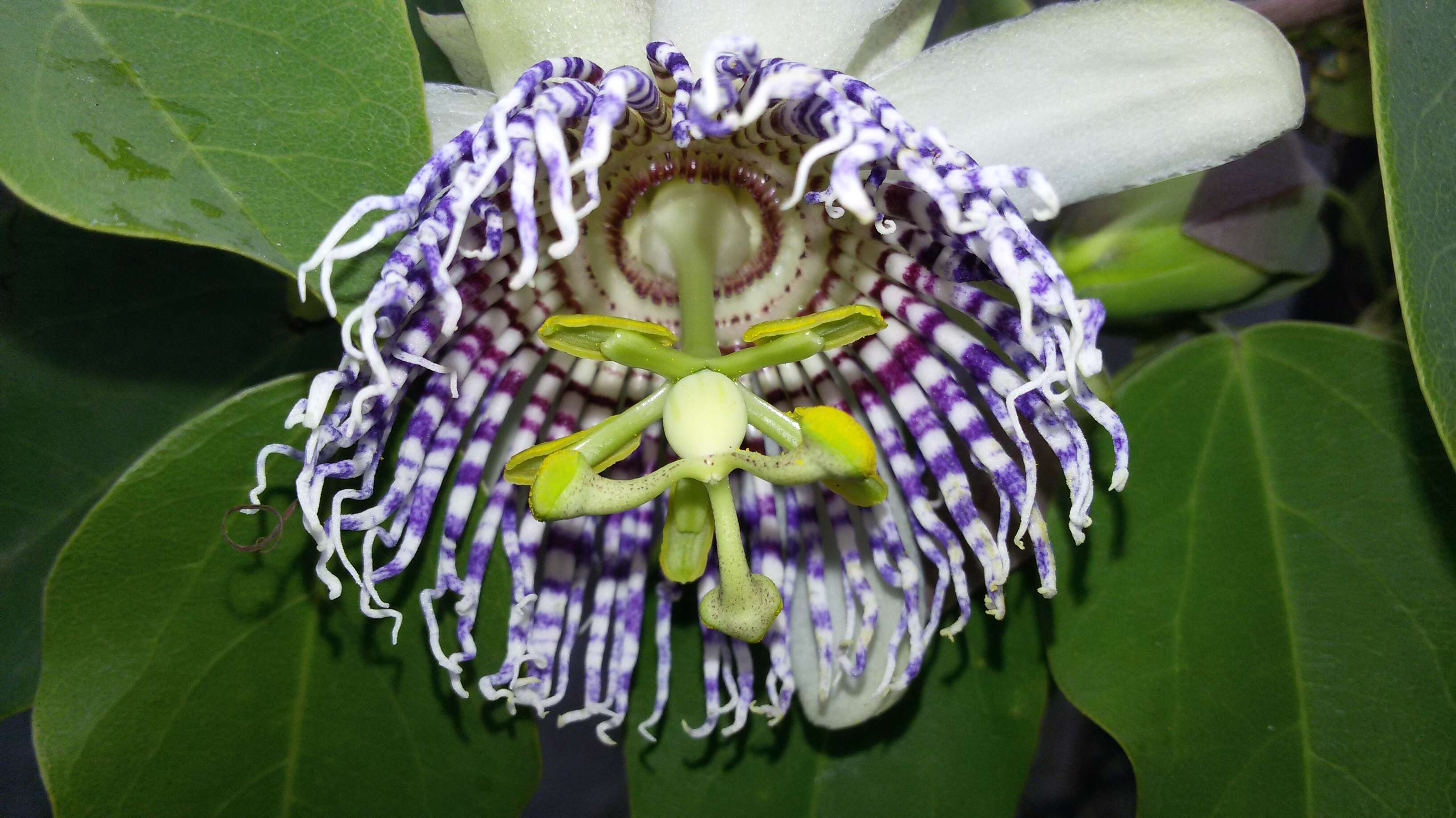 Image of sea anemone passion flower