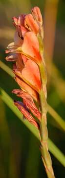 Gladiolus densiflorus Baker resmi