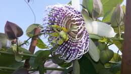 Image of sea anemone passion flower