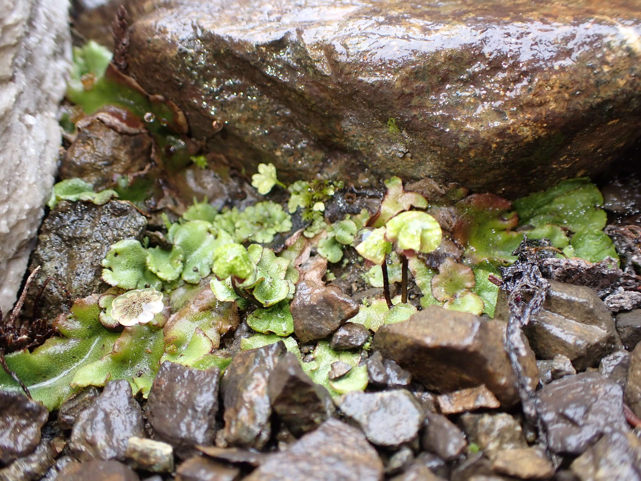 Image of Lindenberg's asterella