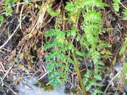 Lomatium hallii (S. Wats.) Coult. & Rose resmi