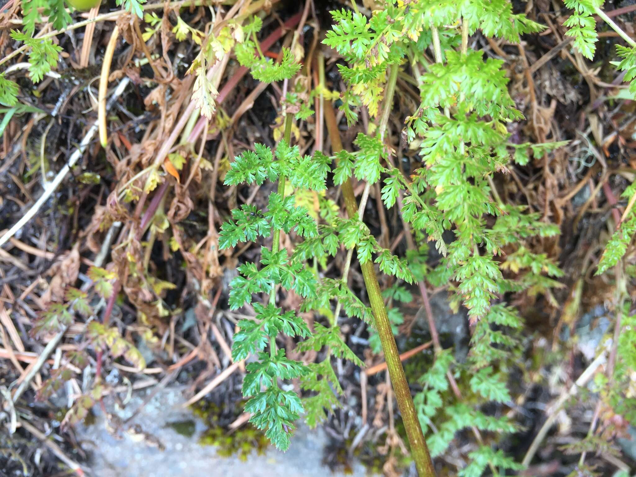 Image of Hall's biscuitroot