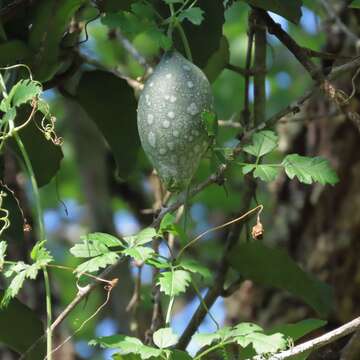 Image of bitter gourd