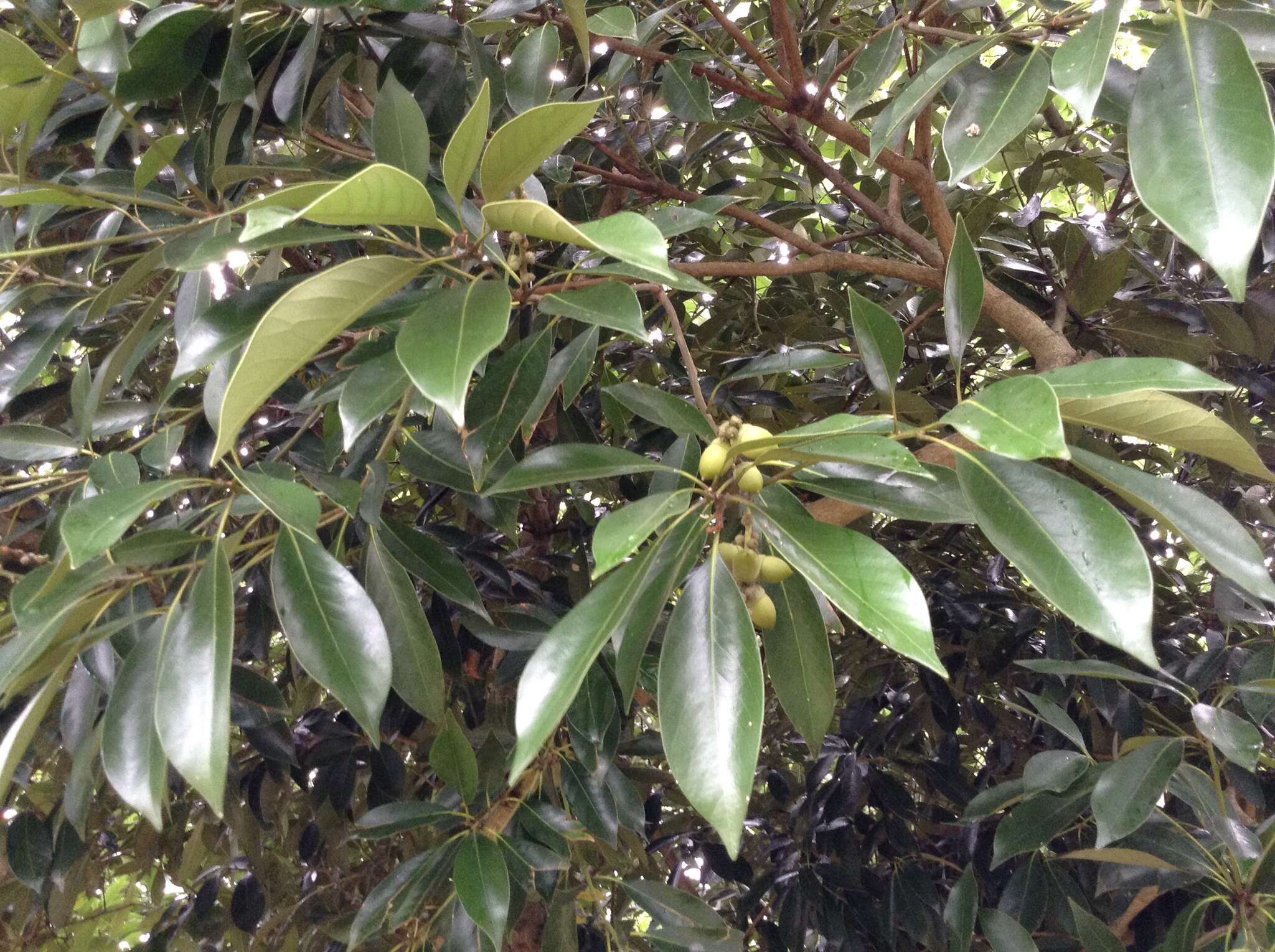 Image de Lithocarpus edulis (Makino) Nakai