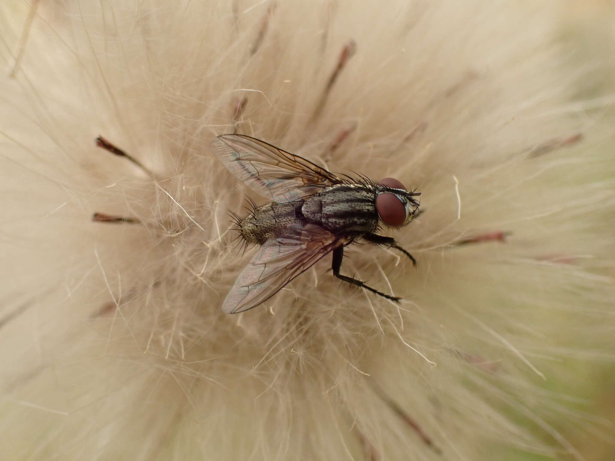 Image of Blaesoxipha plumicornis (Zetterstedt 1859)