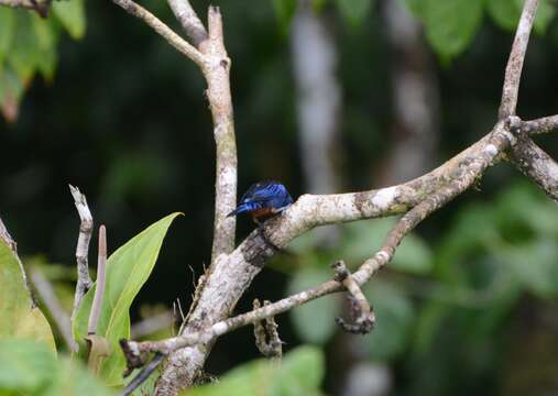 Image of Opal-rumped Tanager