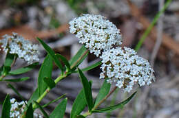 Imagem de Platysace lanceolata (Labill.) Druce