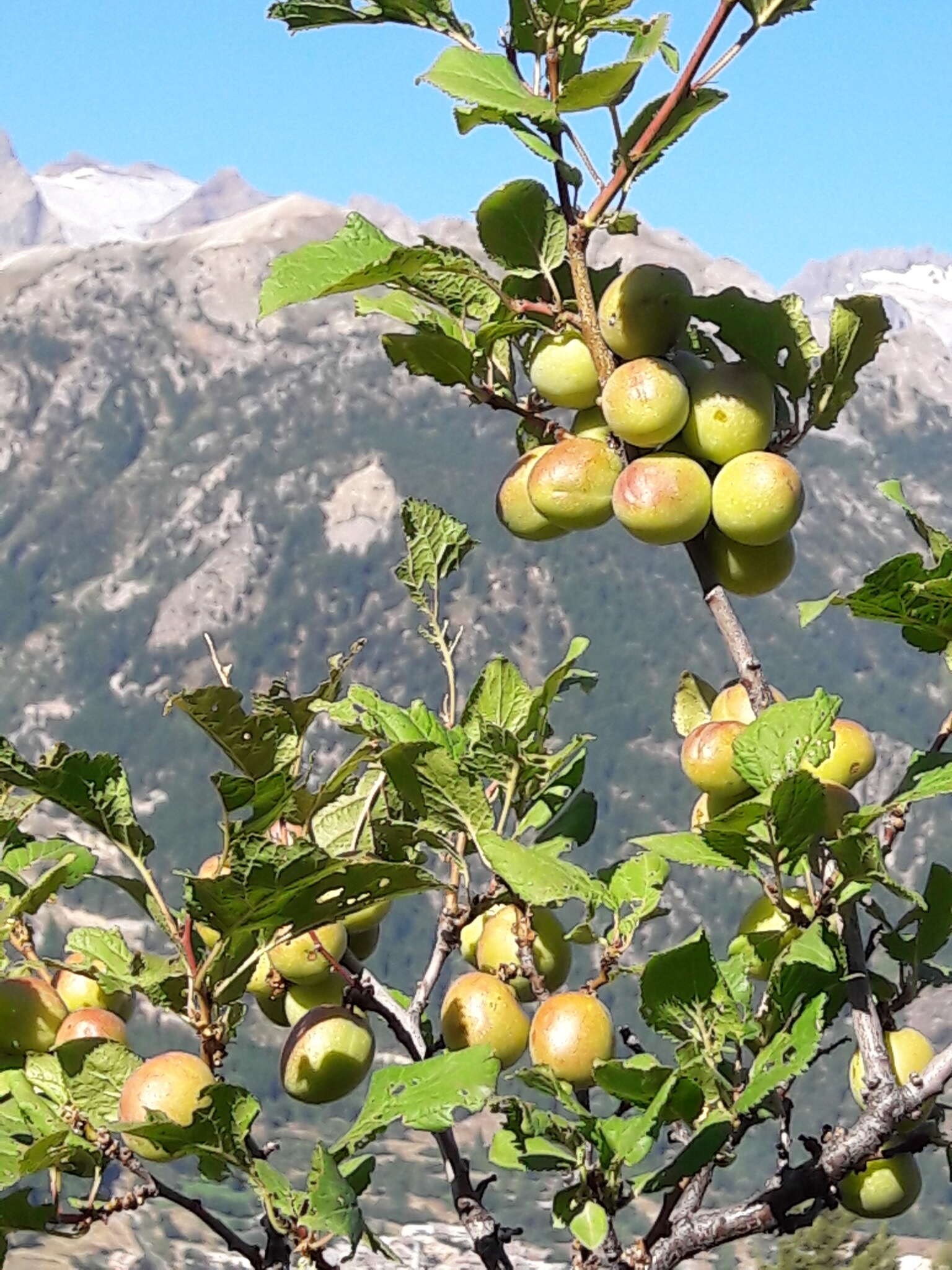 Imagem de Prunus brigantina Vill.