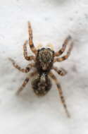 Image of Jumping spider