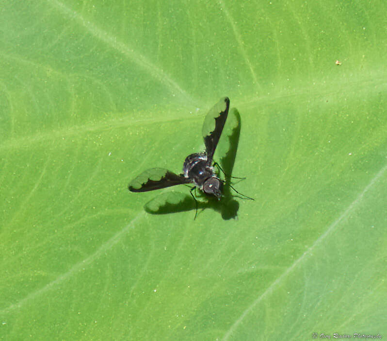 Image of Anthrax argyropygus Wiedemann 1828