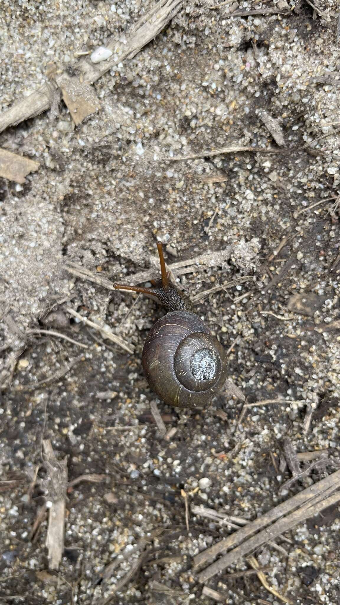 Image of southern hairy red snail