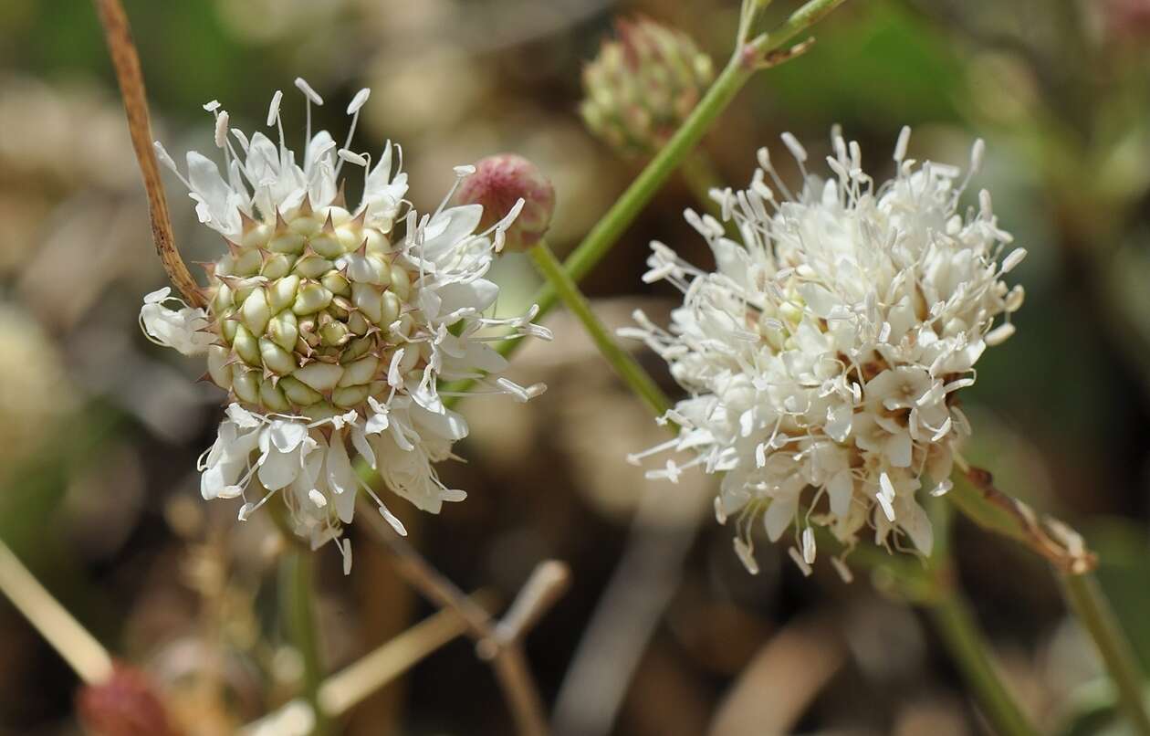 Image of Cephalaria stellipilis Boiss.