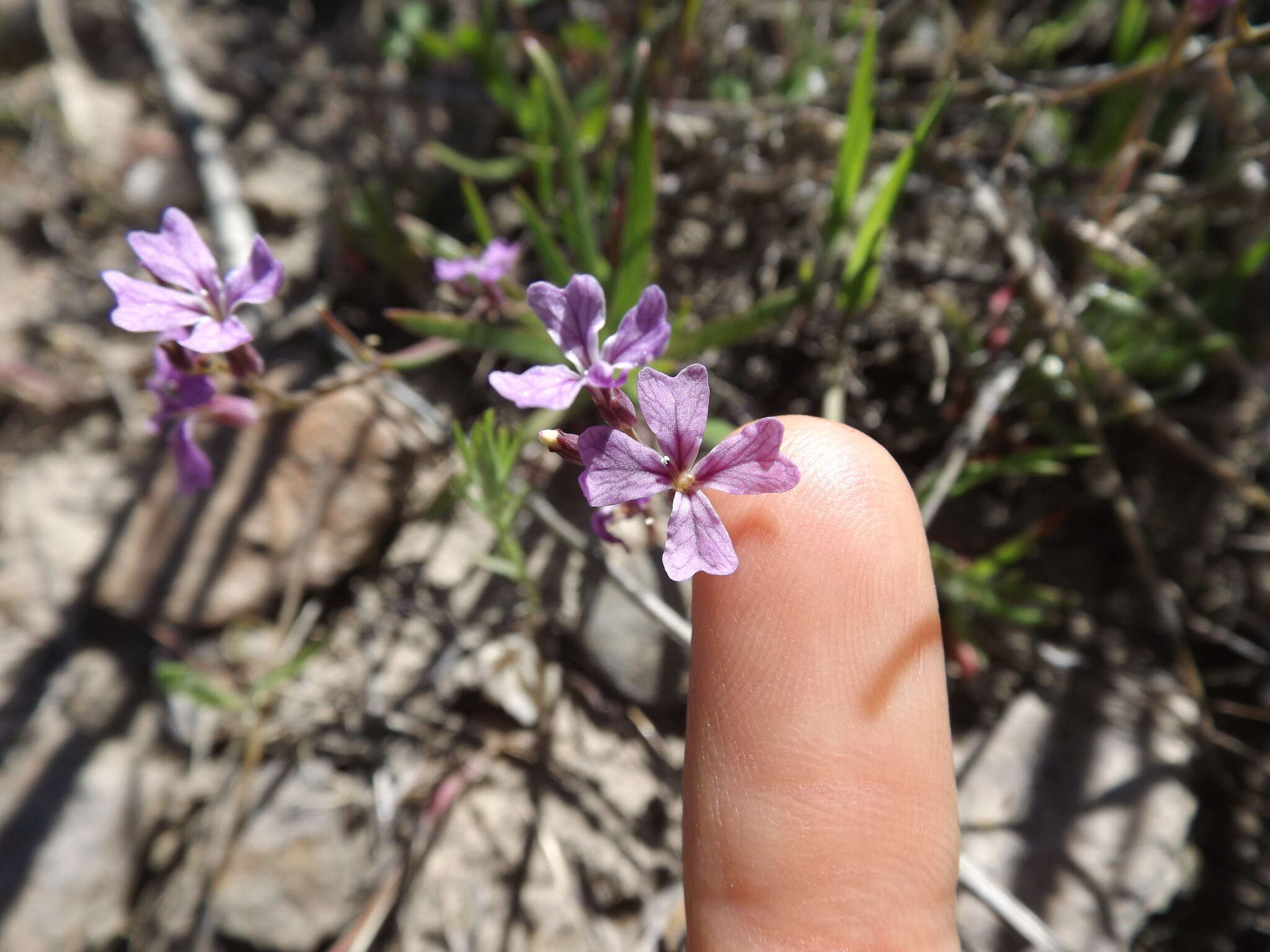 Image of sibaropsis