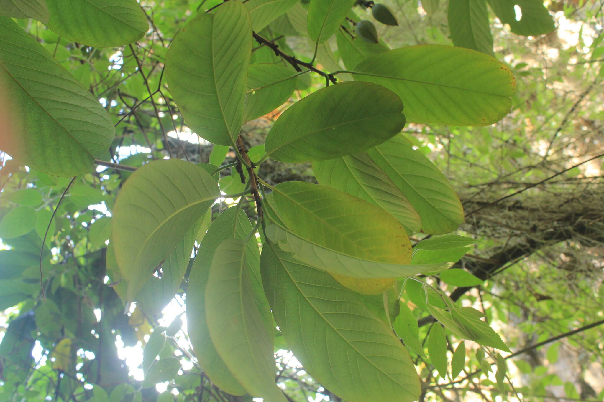 Image de Passiflora lindeniana Planch. ex Triana & Planch.