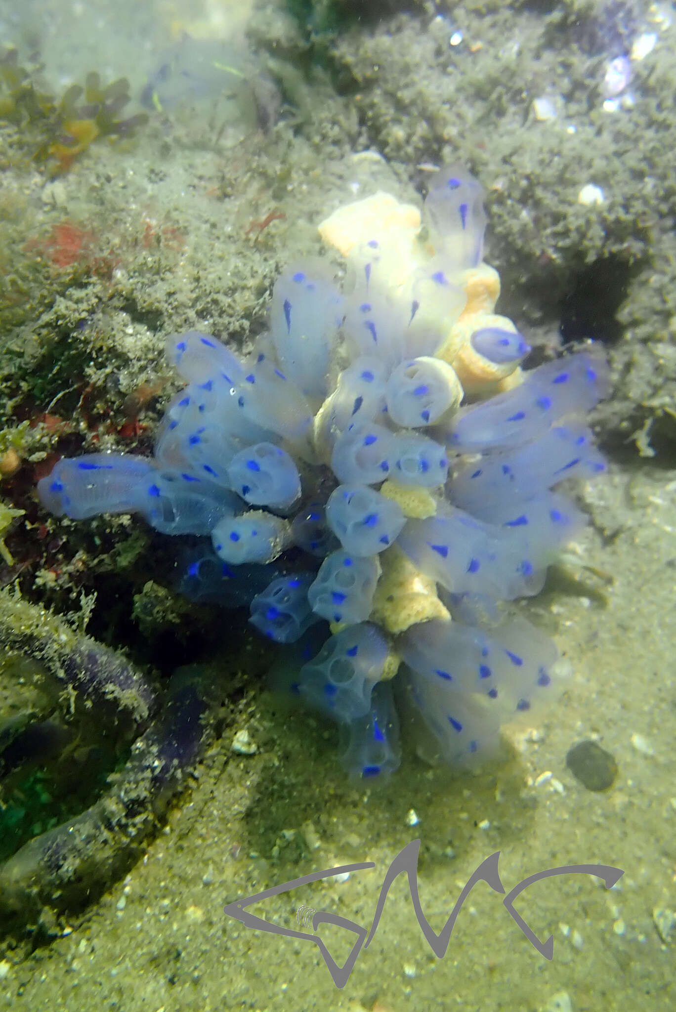 Image of Clavelina australis (Herdman 1899)