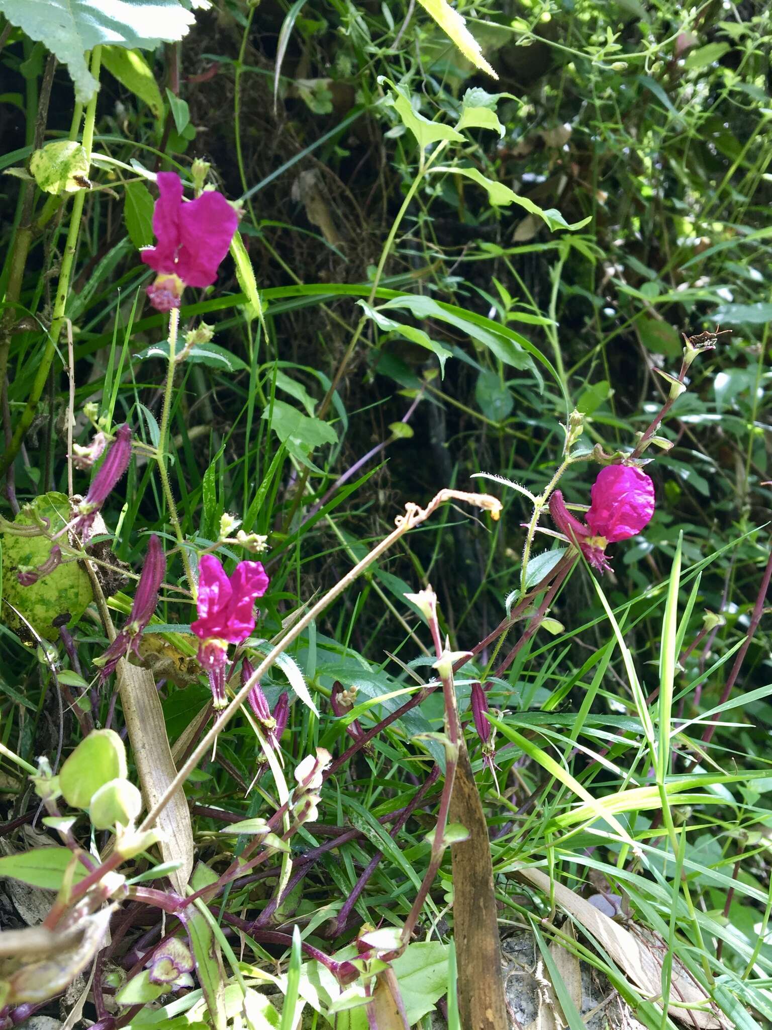 Image of Cuphea cordata Ruiz & Pav.