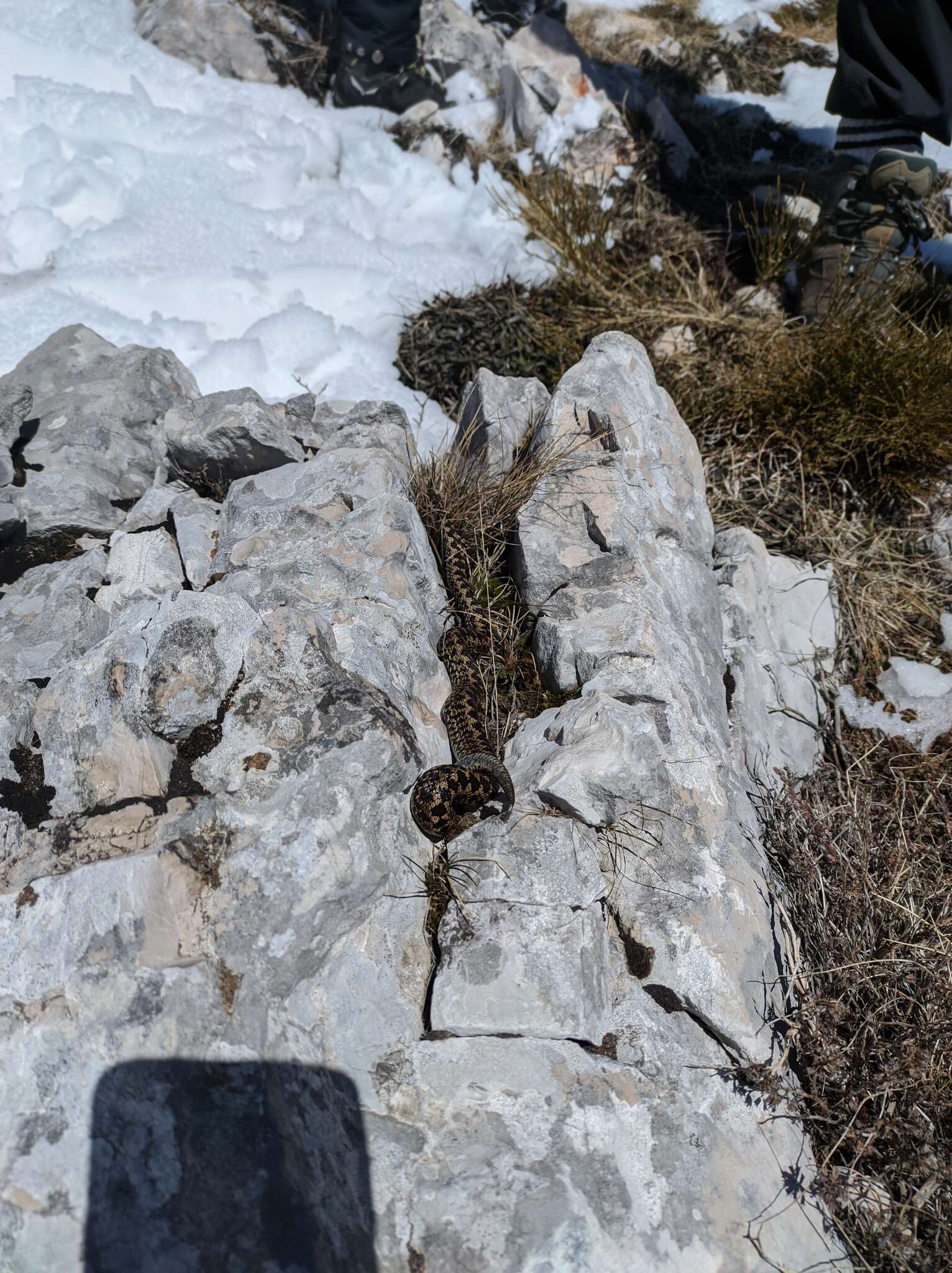 Plancia ëd Vipera ursinii macrops Méhely 1911