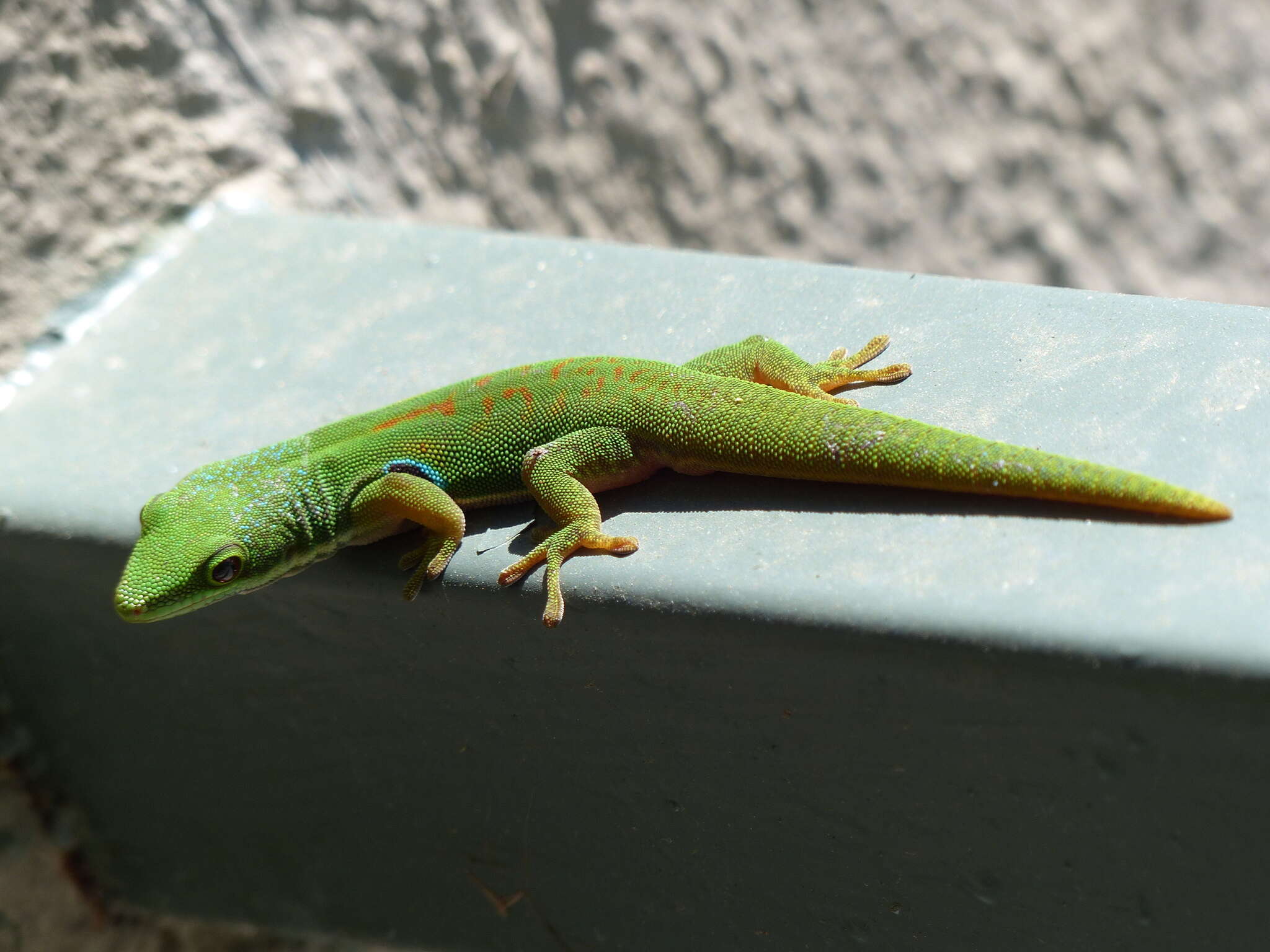 Image of Peacock Day Gecko