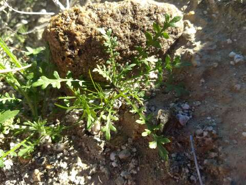 Image of shaggyfruit pepperweed