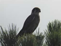 Image of Brown Falcon