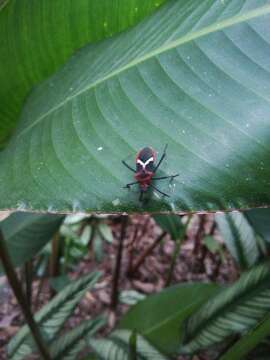 Image of Leptoscelis tricolor Westwood 1842