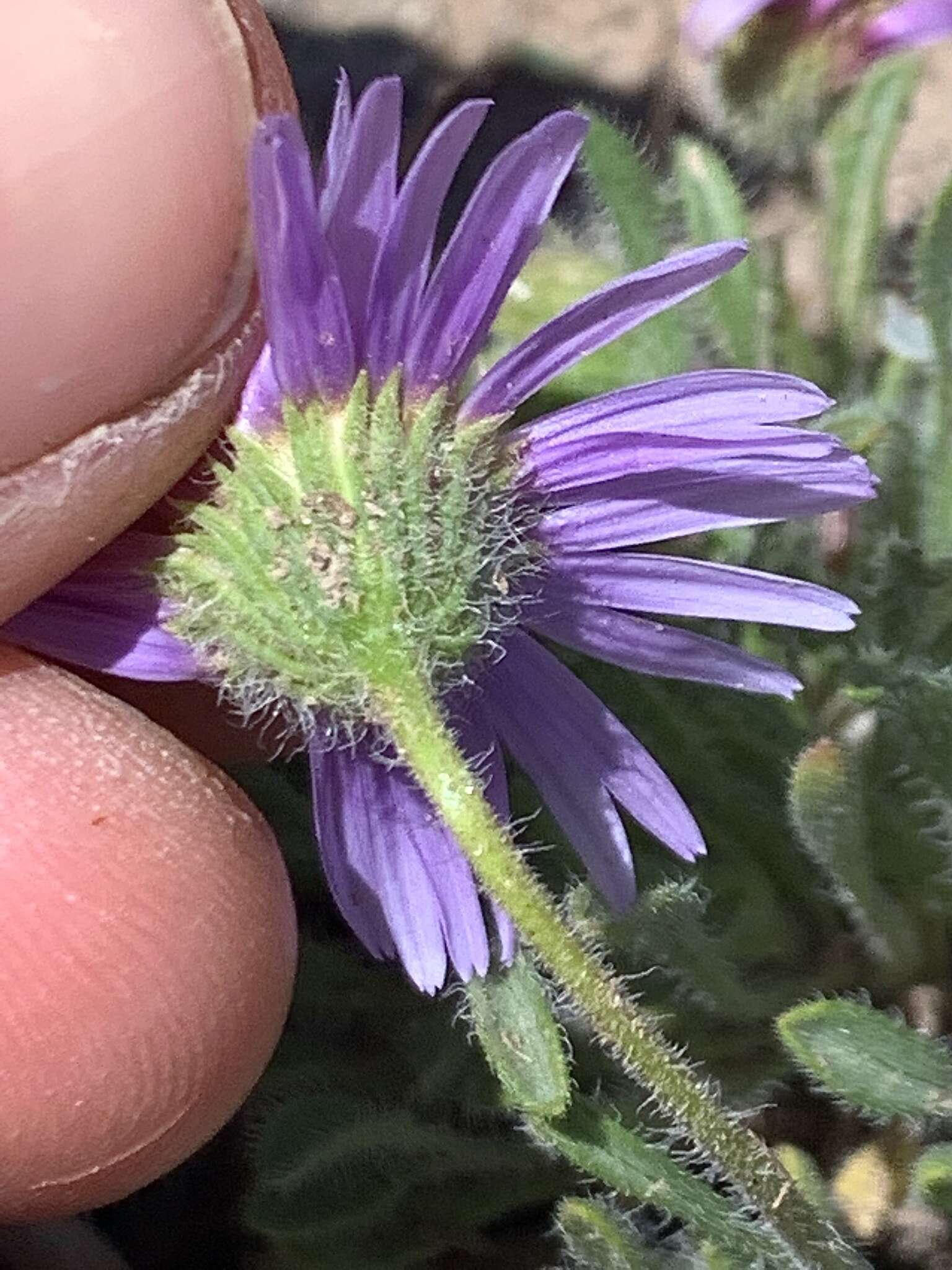 Imagem de Erigeron poliospermus A. Gray