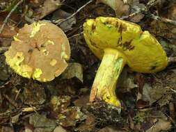 Image de Butyriboletus brunneus (Peck) D. Arora & J. L. Frank 2014