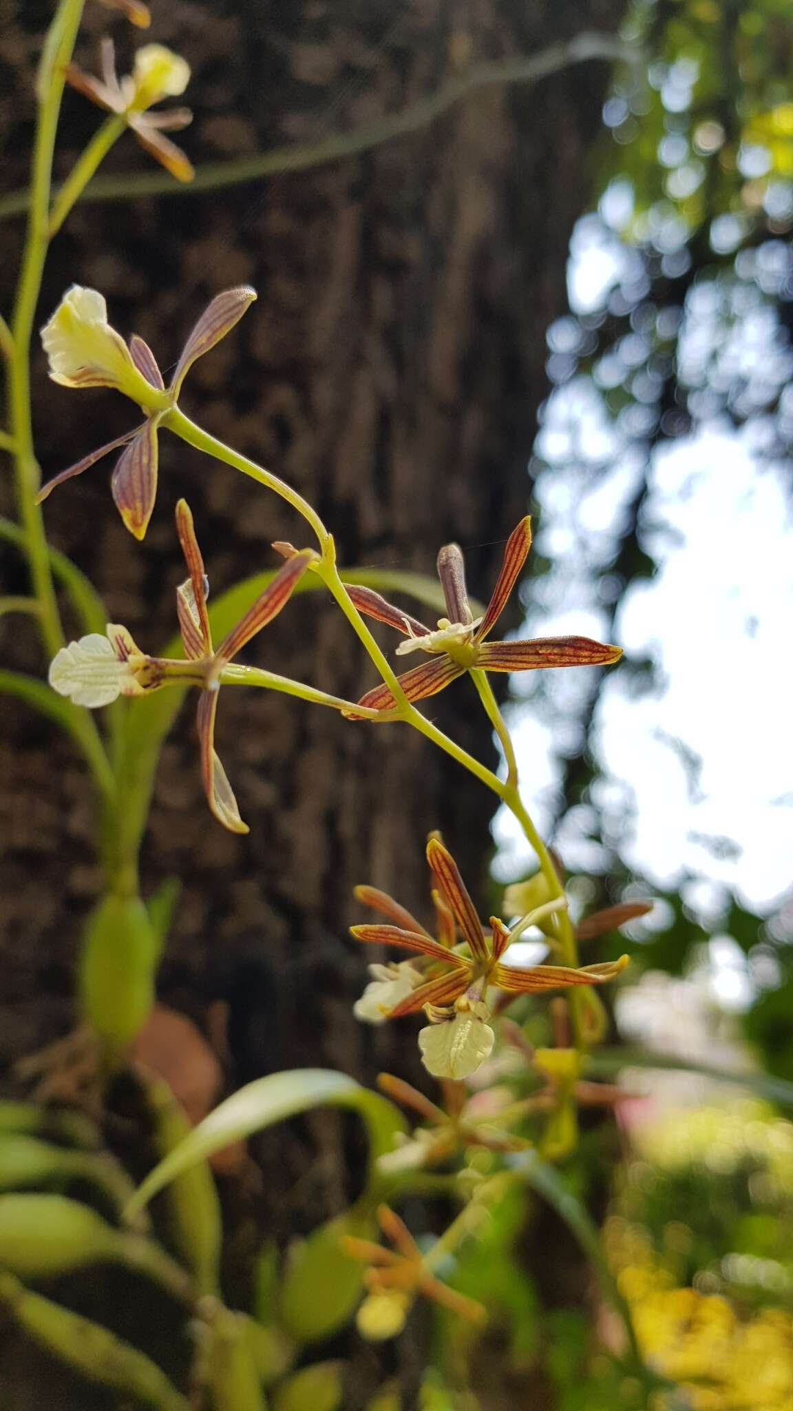 Image de Prosthechea squalida (Lex.) Soto Arenas & Salazar