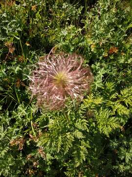 Image of Pulsatilla aurea (N. Busch) Juzepczuk