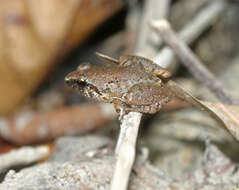 Image of Hasche's Frog
