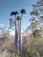 Image of Pachypodium geayi Costantin & Bois