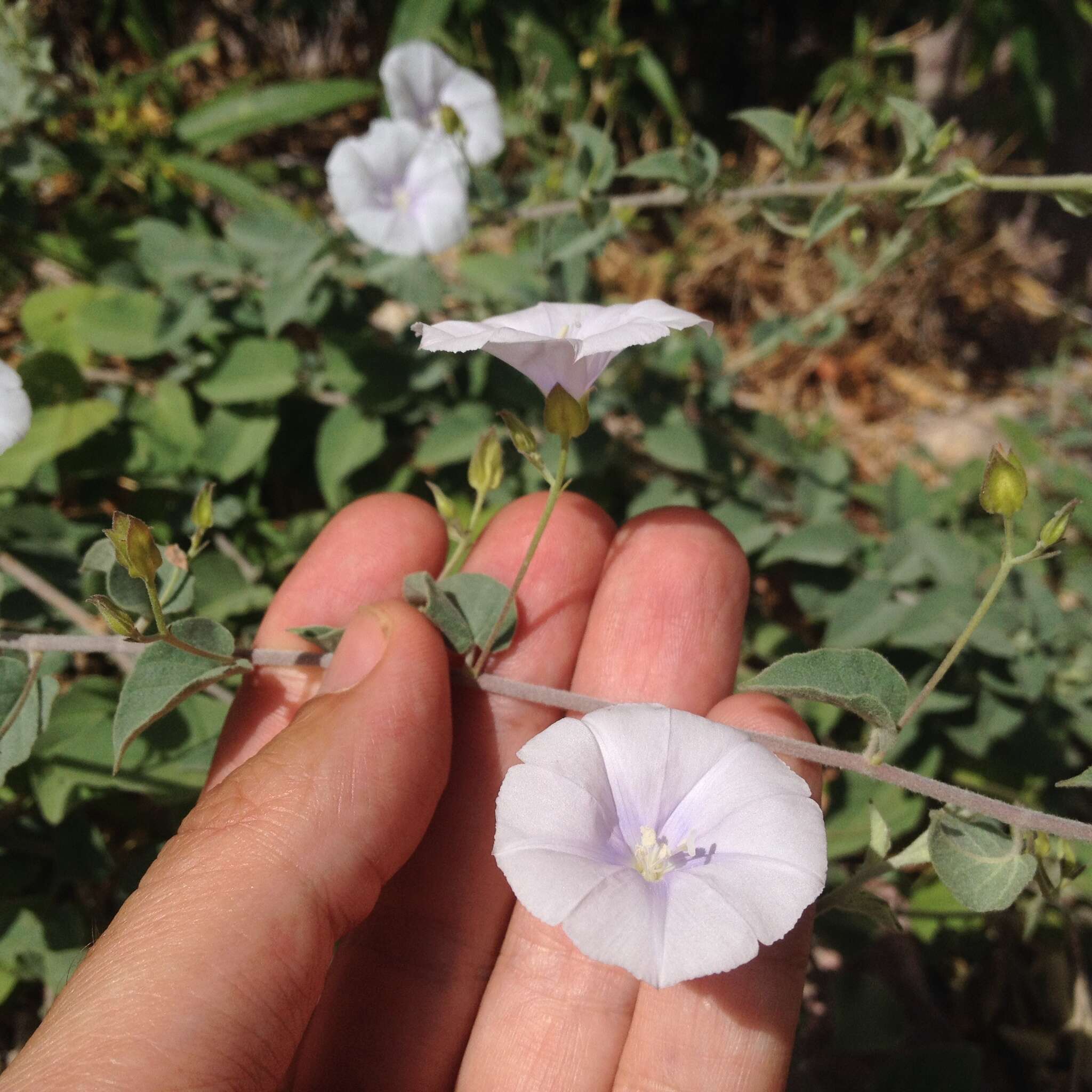 Sivun Jacquemontia pringlei A. Gray kuva