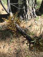 Image of western dwarf mistletoe