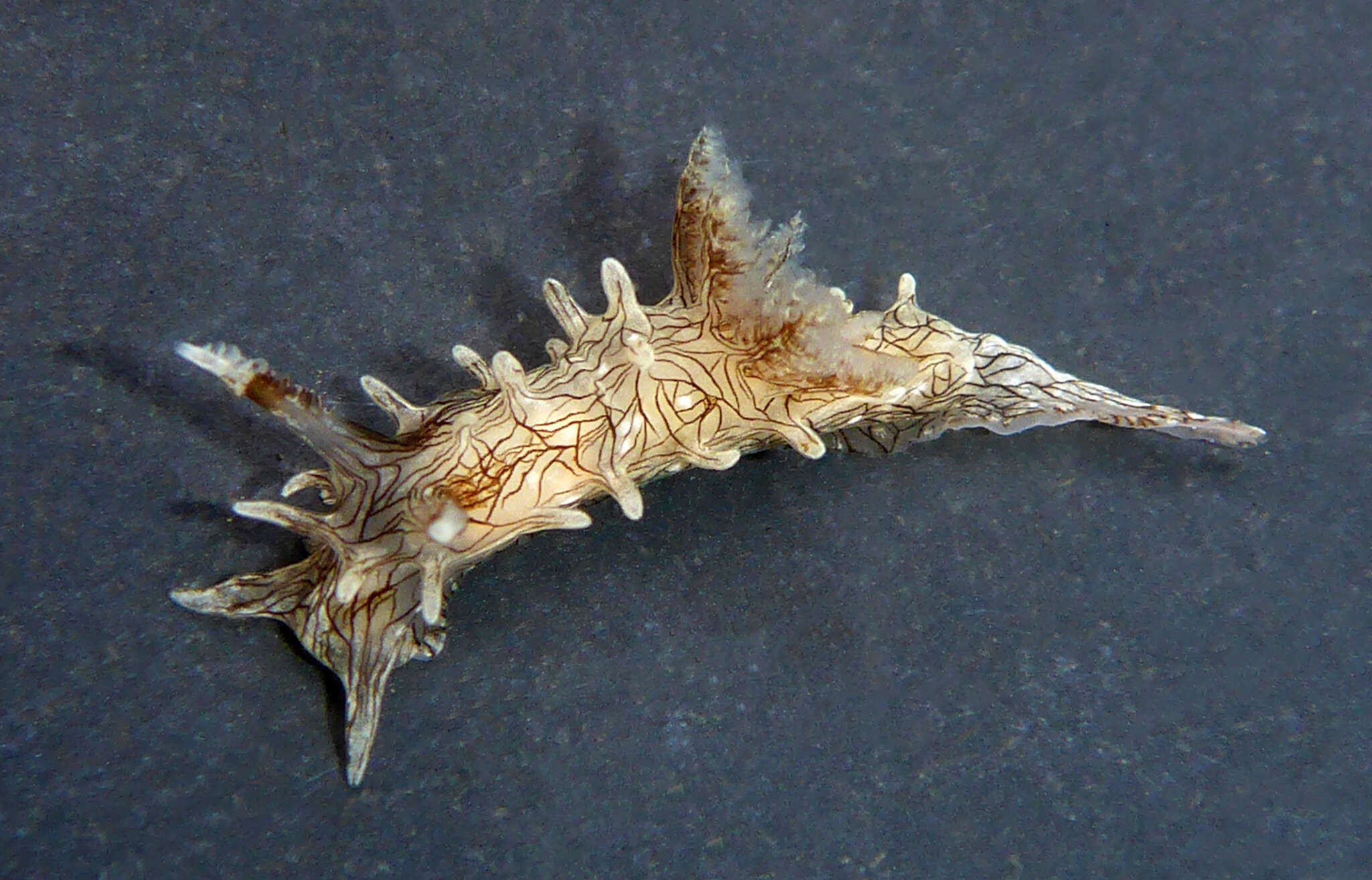 Image of Sea slug