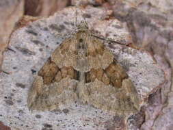 Image of grey pine carpet