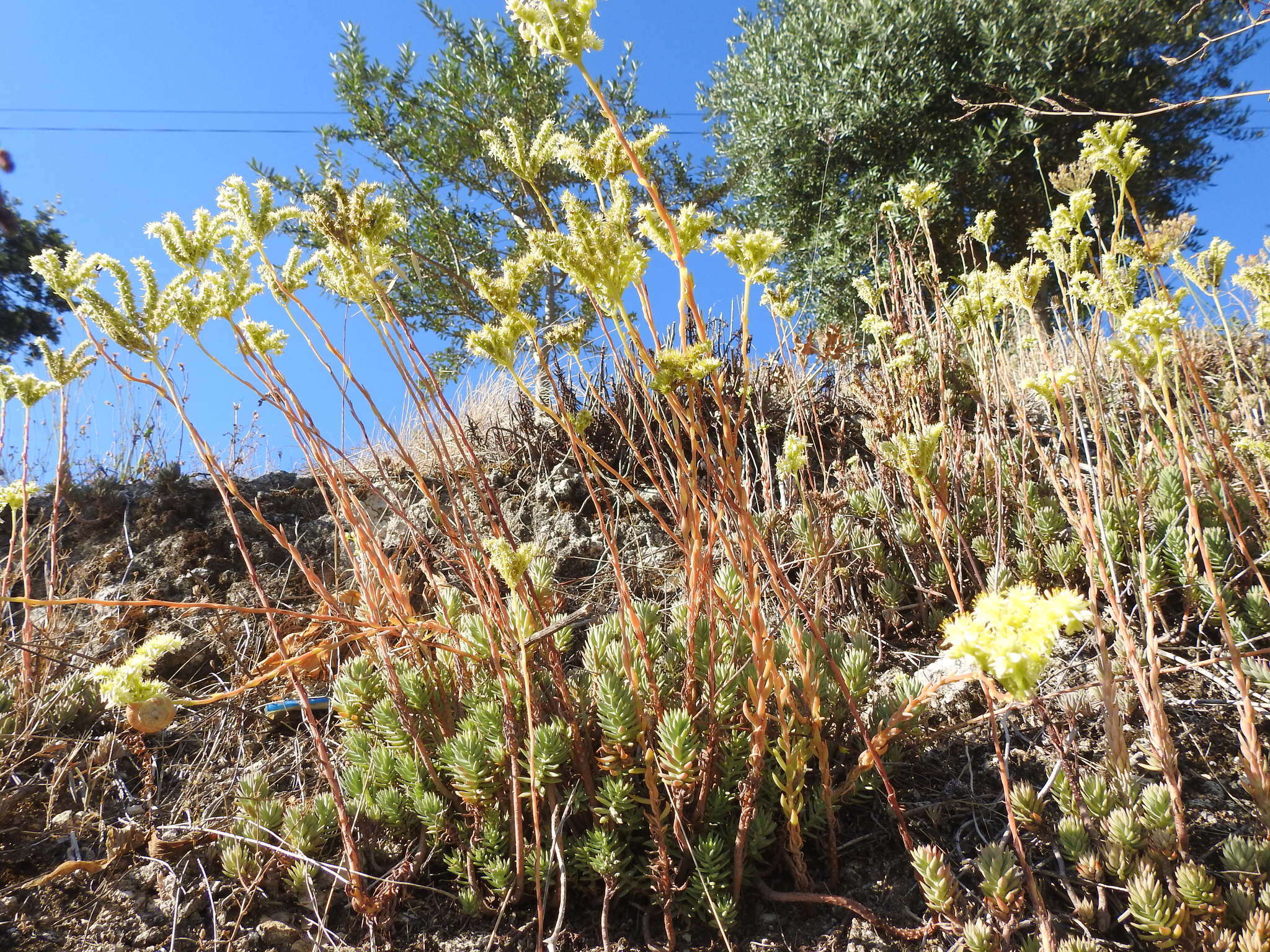 Image of Petrosedum sediforme (Jacq.) V. Grulich